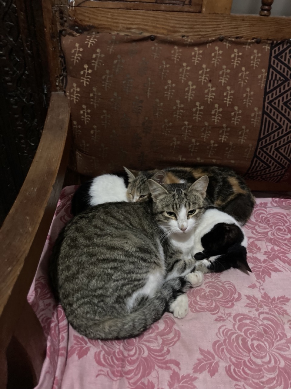 Luzie, Panda und Mira