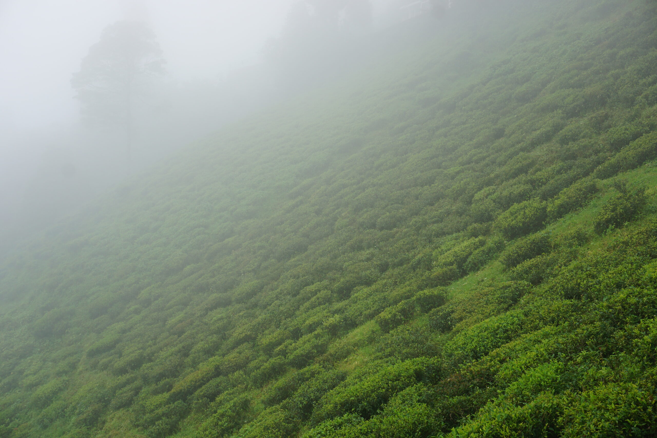 Teeplantage in Darjeeling