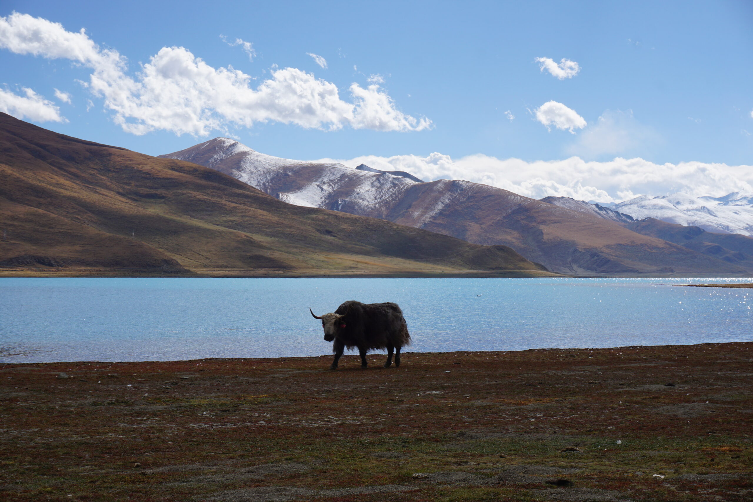 Yak