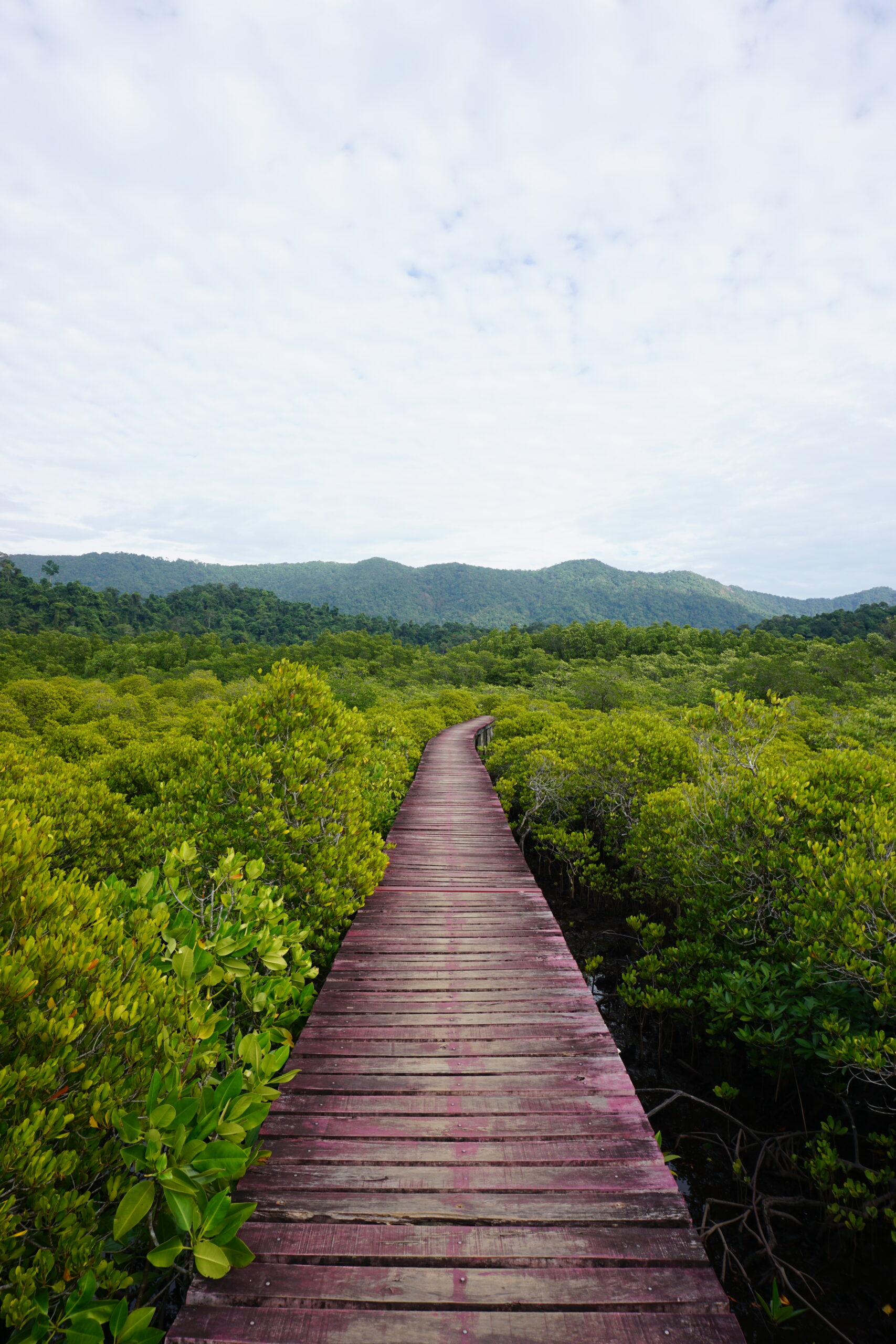 Mangrovenwald, Koh Chang