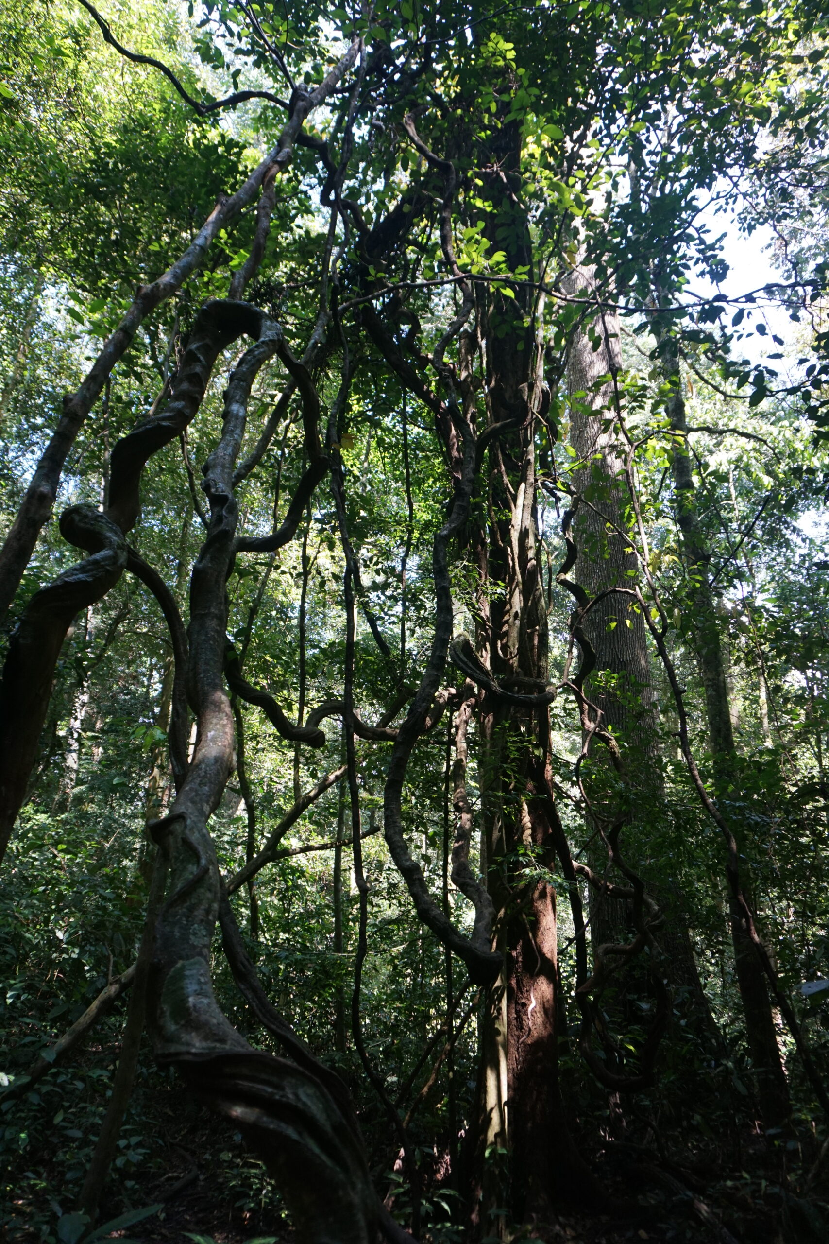 Dschungel, Sumatra