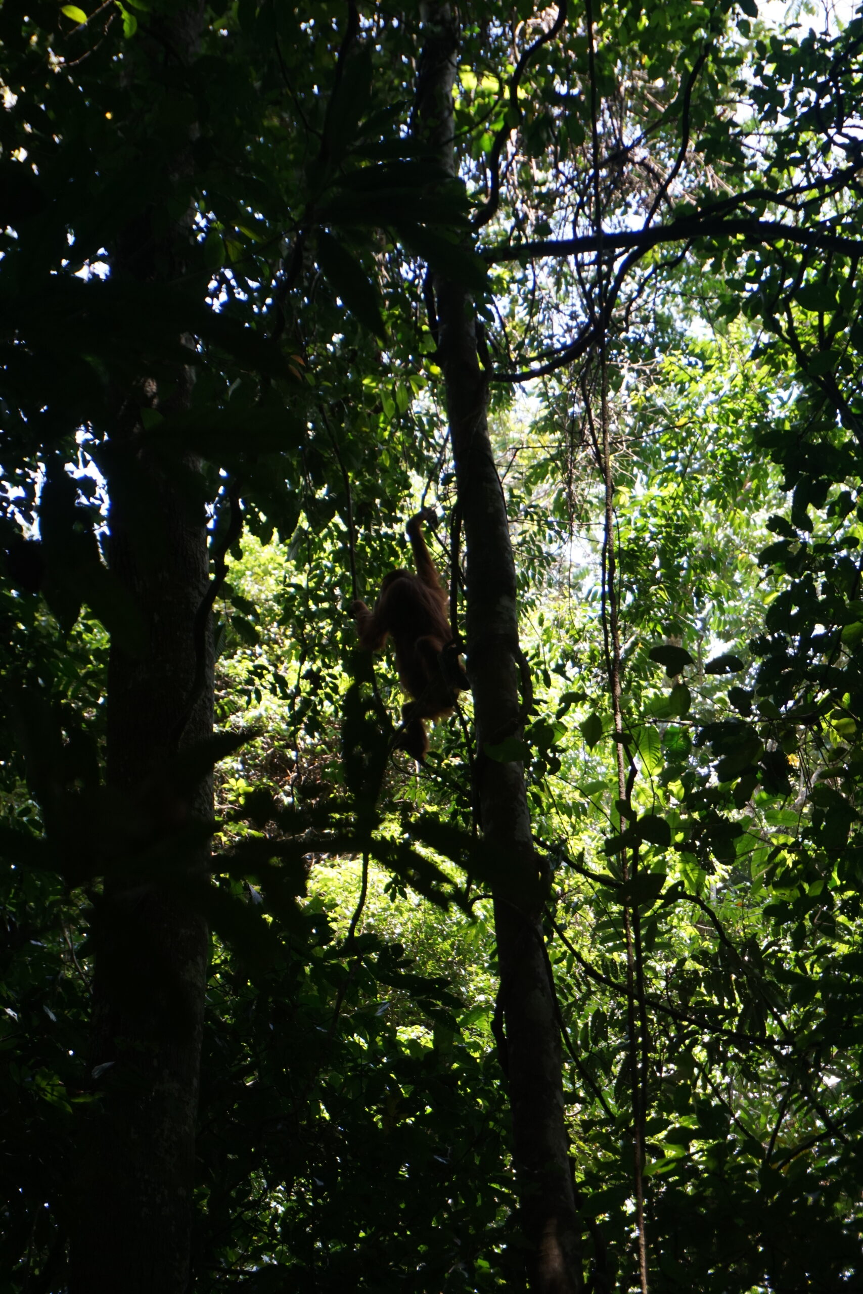 Orang-Utan