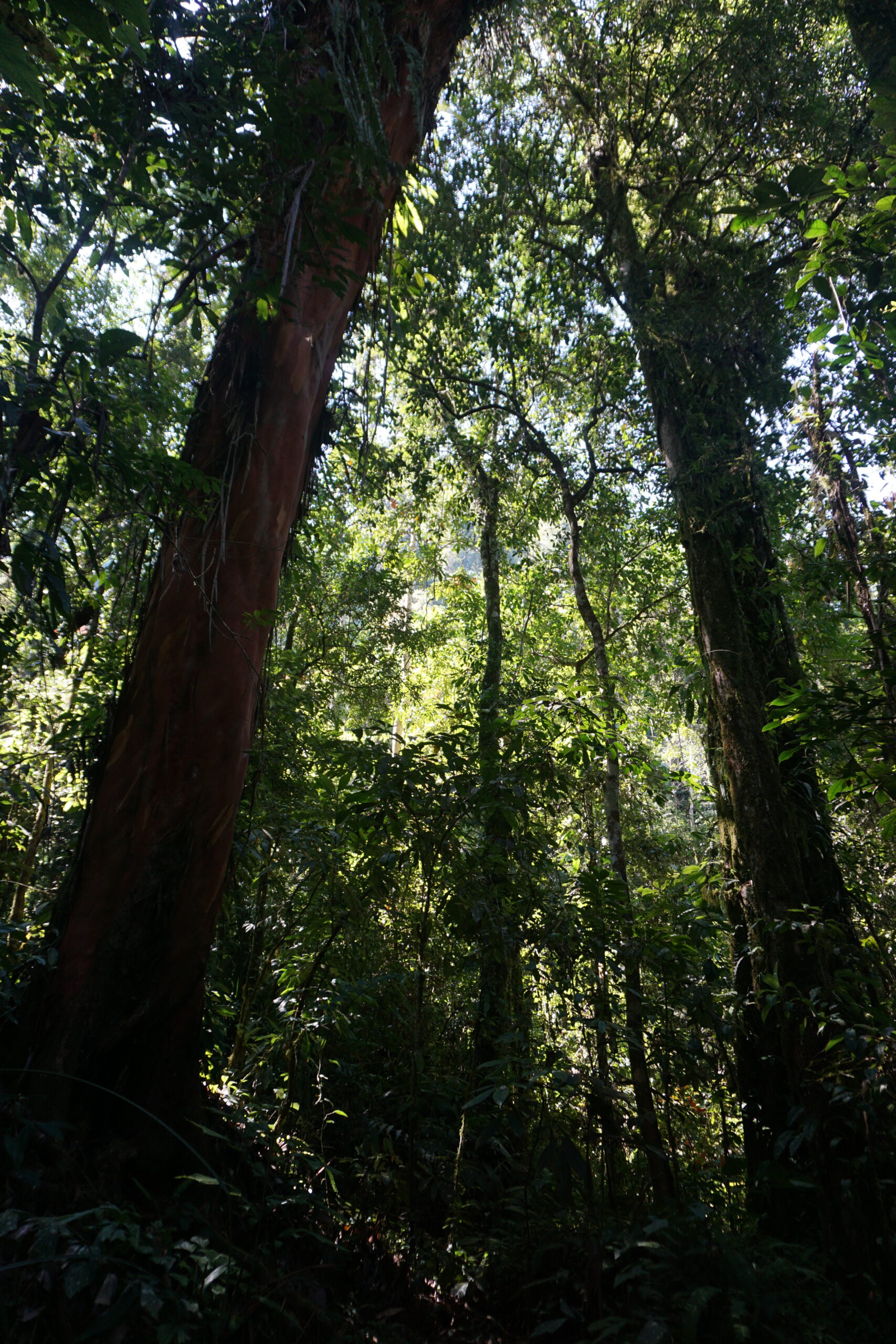Gunung Leuser Nationalpark